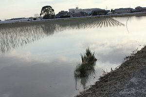 掛川 