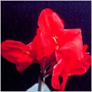 市の花