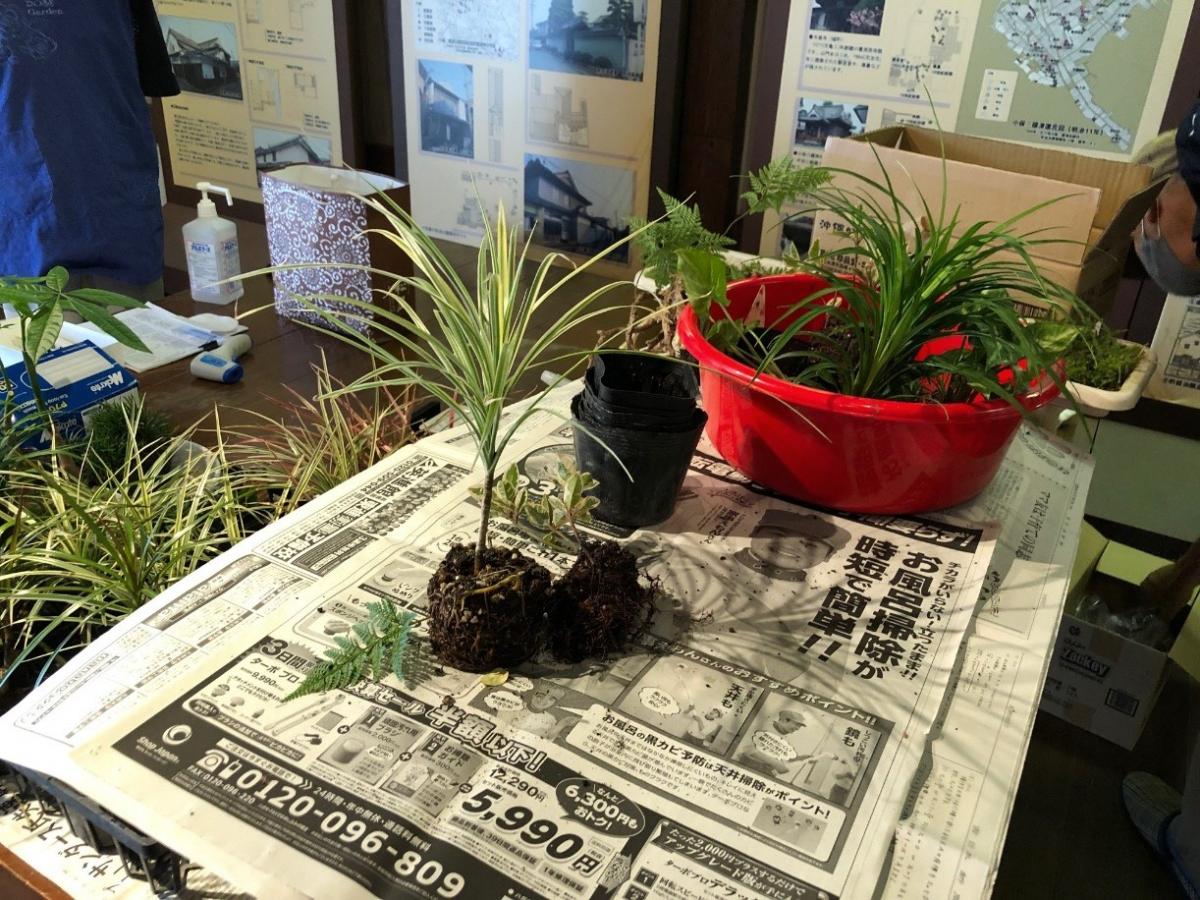 苔玉