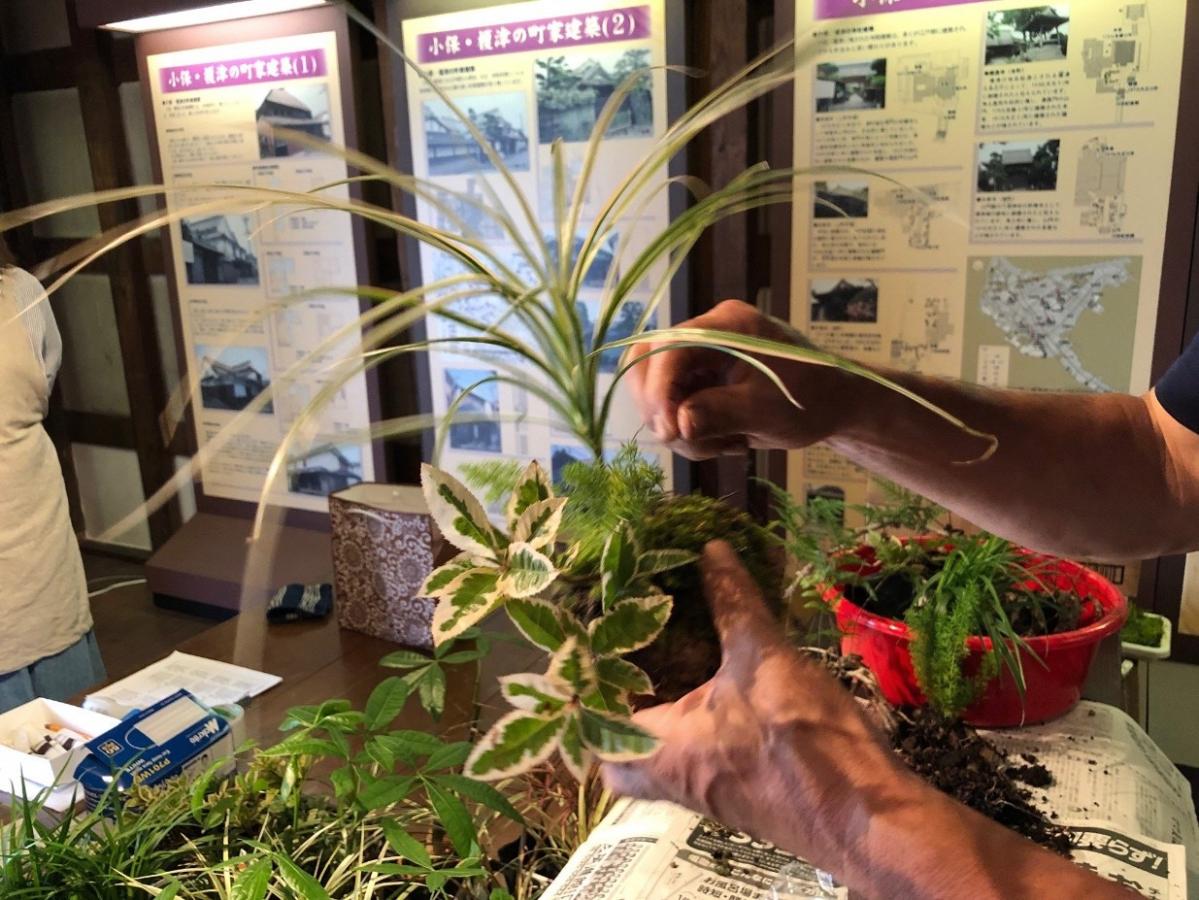 苔玉つくり5.jpg