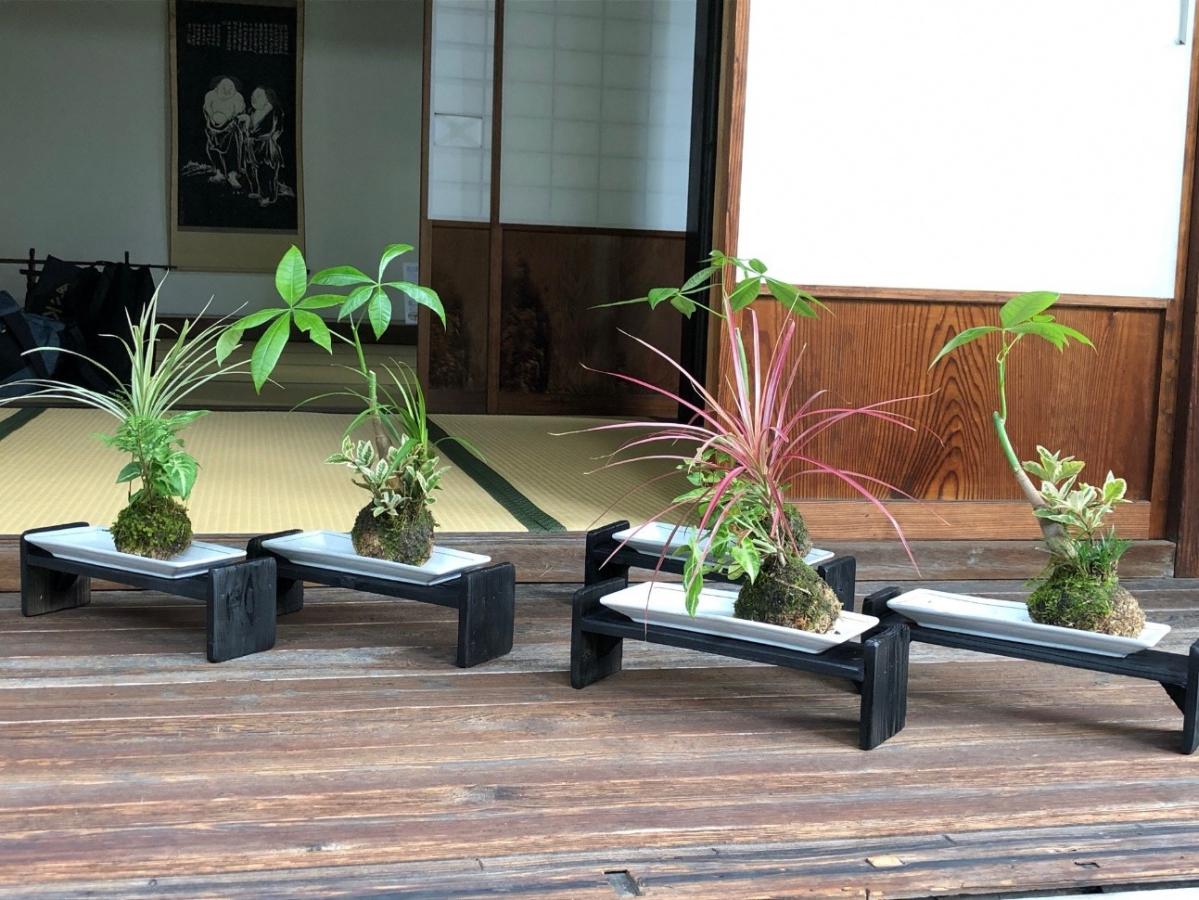 苔玉つくり7.jpg